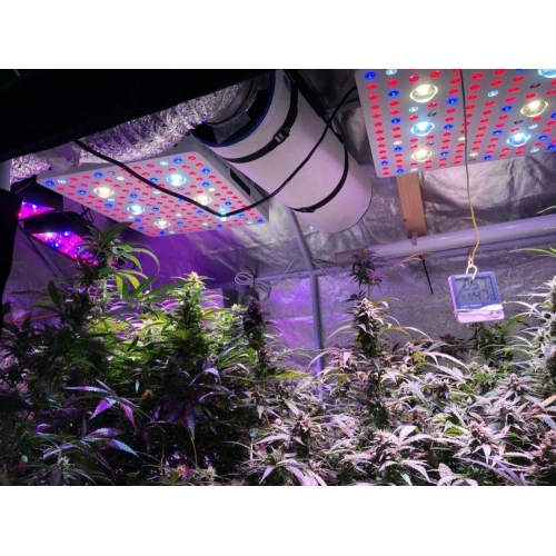 Led grow clearance light wholesale